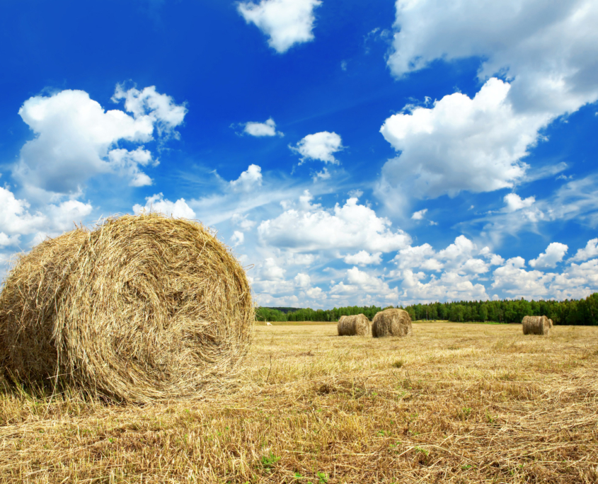 Harvest